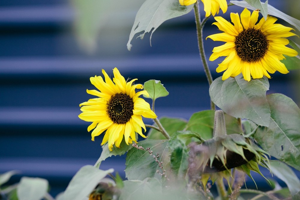 Fotograf Best Friends Shooting in der Schanze: Ann-Cathrin und Prema